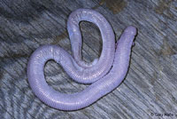 Five-toed Worm Lizard