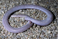 Five-toed Worm Lizard