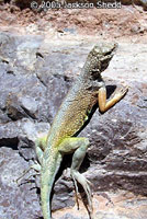 Zebra-tailed Lizard