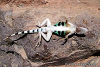 Zebra-tailed Lizard