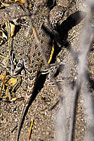 Carmen Island Zebra-tailed Lizard