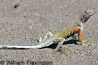 Carmen Island Zebra-tailed Lizard