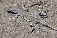 Viscaino Zebra-tailed Lizard