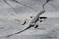 Viscaino Zebra-tailed Lizard