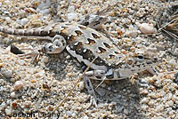 Zebra-tailed Lizard