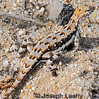 Zebra-tailed Lizard