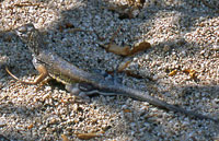 Zebra-tailed Lizard