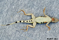 Zebra-tailed Lizard