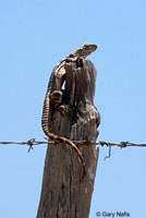 Cape Spiny-tailed Iguana