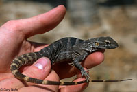 Cape Spiny-tailed Iguana