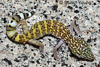 Side-blotched Lizard