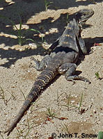 Cape Spiny-tailed Iguana