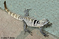 Cape Spiny-tailed Iguana