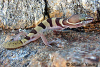 Viscaino Zebra-tailed Lizard