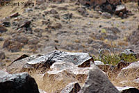 Side-blotched Lizard