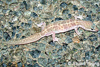 Viscaino Zebra-tailed Lizard