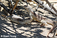 desert iguana