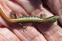 Viscaino Zebra-tailed Lizard