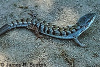 Viscaino Zebra-tailed Lizard