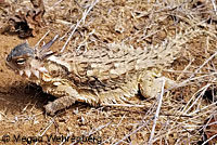 Cape Horned Lizard