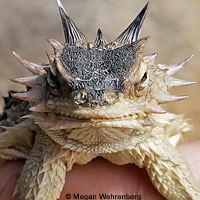 Cape Horned Lizard