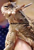 Cape Horned Lizard