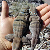 Central Baja California Banded Rock Lizard