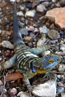 San Lucan Banded Rock Lizard