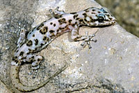 San Lucan Leaf-toed Gecko