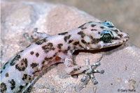 San Lucan Leaf-toed Gecko