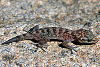 Peninsular Leaf-toed Gecko