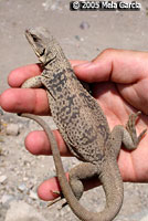 Common Chuckwalla