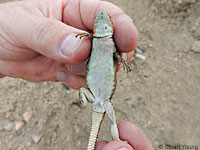 Side-blotched Lizard