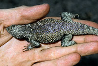 Hunsaker's Spiny Lizard