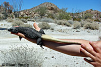 Common Chuckwalla