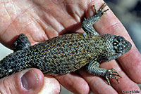 Granite Spiny Lizard