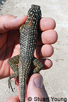 Granite Spiny Lizard