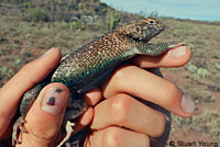 Granite Spiny Lizard