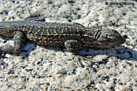 Baja California Brush Lizard