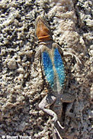 Baja California Brush Lizard