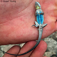 Black-tailed Brush Lizard