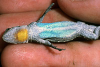 Black-tailed Brush Lizard