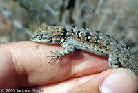 Black-tailed Brush Lizard