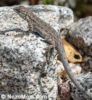 Black-tailed Brush Lizard