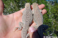 Viscaino Zebra-tailed Lizard