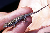 Side-blotched Lizard