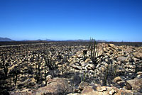 Red Diamond Rattlesnake habitat