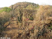 cape gophersnake habitat