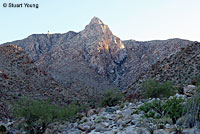 San Lucan Speckled Rattlesnake habitat