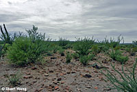 Carmen Island Zebra-tailed Lizard habitat